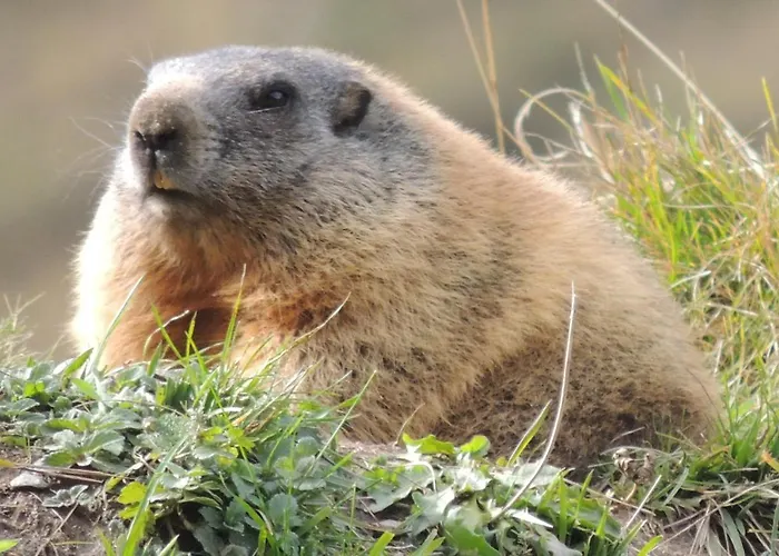 Apartament Pfeifer Neustift im Stubaital